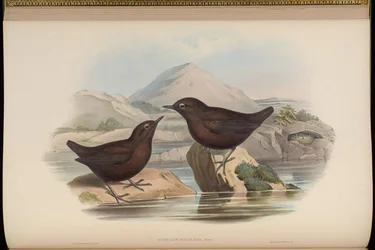 Cinclus pallasii